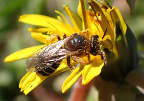 Réf. 247 997 : Halictus rubicundus